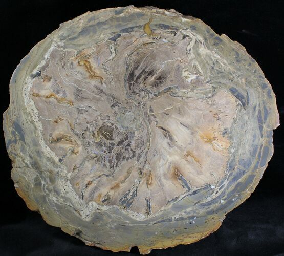 Petrified Wood (Sycamore) End Cut - Oregon #28262